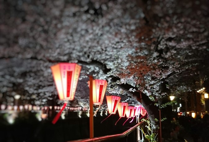 cherry blossoms in Megurogawa river
