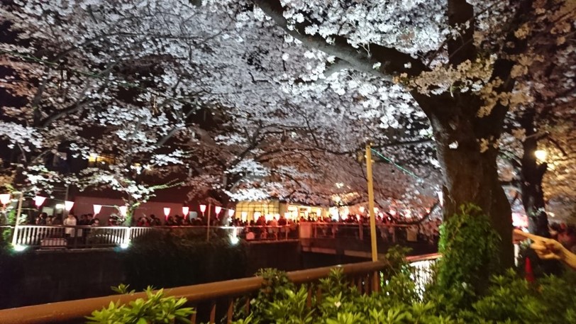 cherry blossoms in Megurogawa river