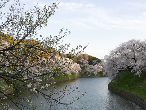 cherry blossoms in Chidorigafuchi