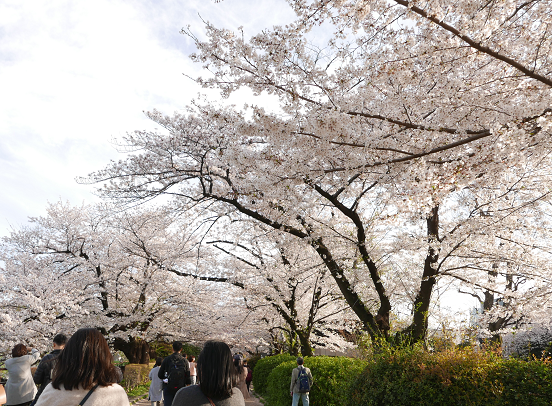 cherry blossoms in Chidorigafuchi