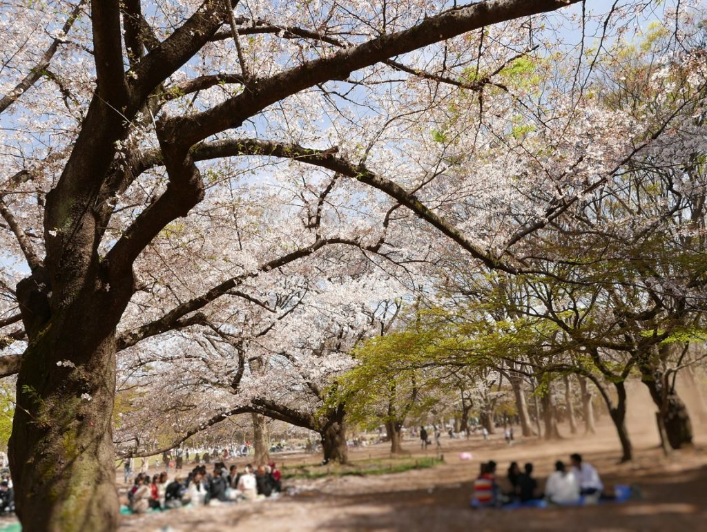 cherry blossoms in Yoyogi park