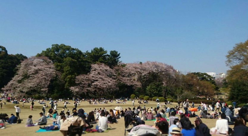 cherry blossoms in shinjukugyoen