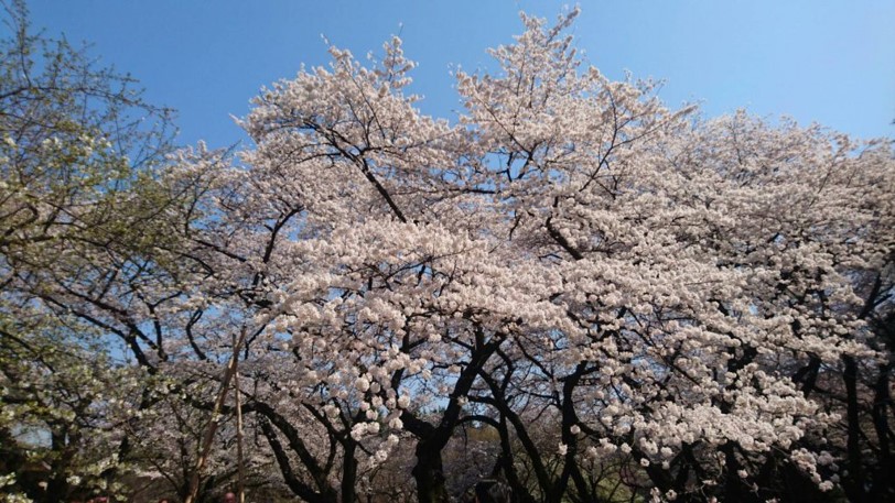 cherry blossoms in shinjukugyoen