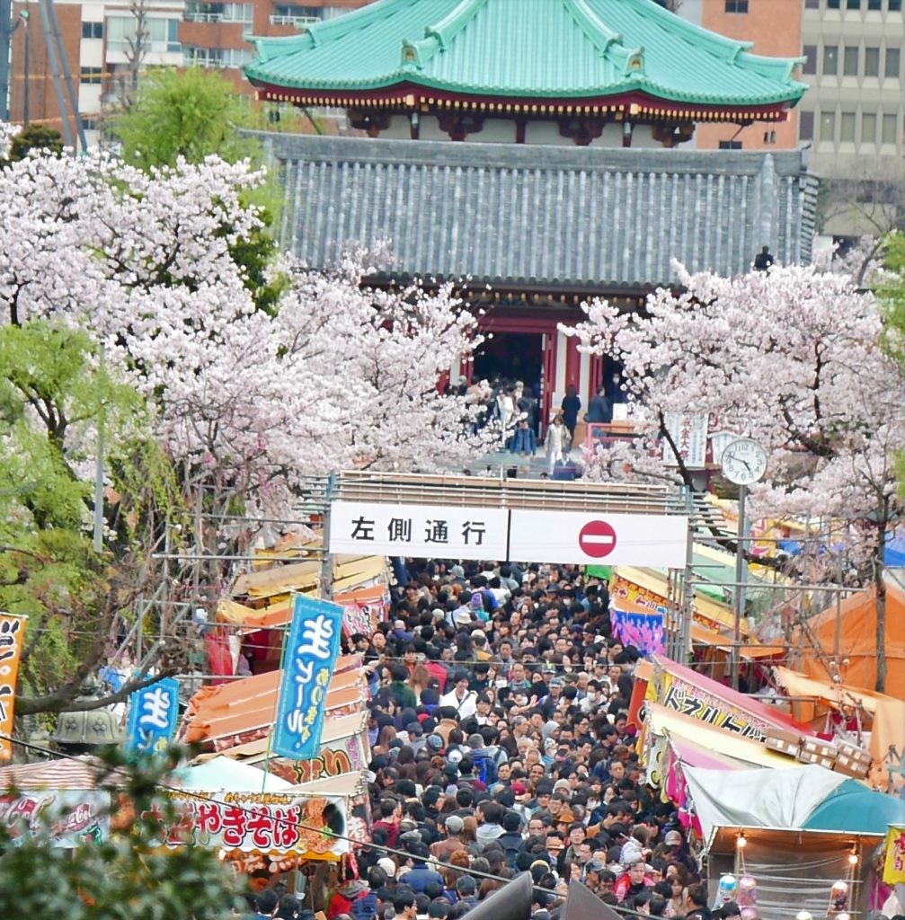 cherry blossoms in Ueno park